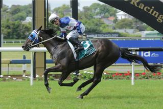 2019 Dunstan Feeds Stayers Final winner Starrybeel.